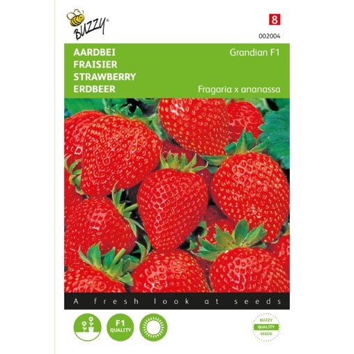 Buzzy ® Aardbeien Sarian F1